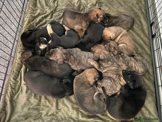 Mixed Breed dogs - Advert 1