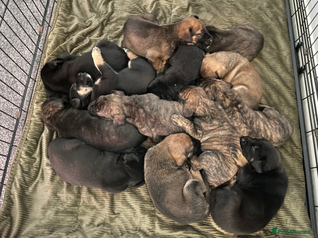 Mixed Breed dogs - Advert 11