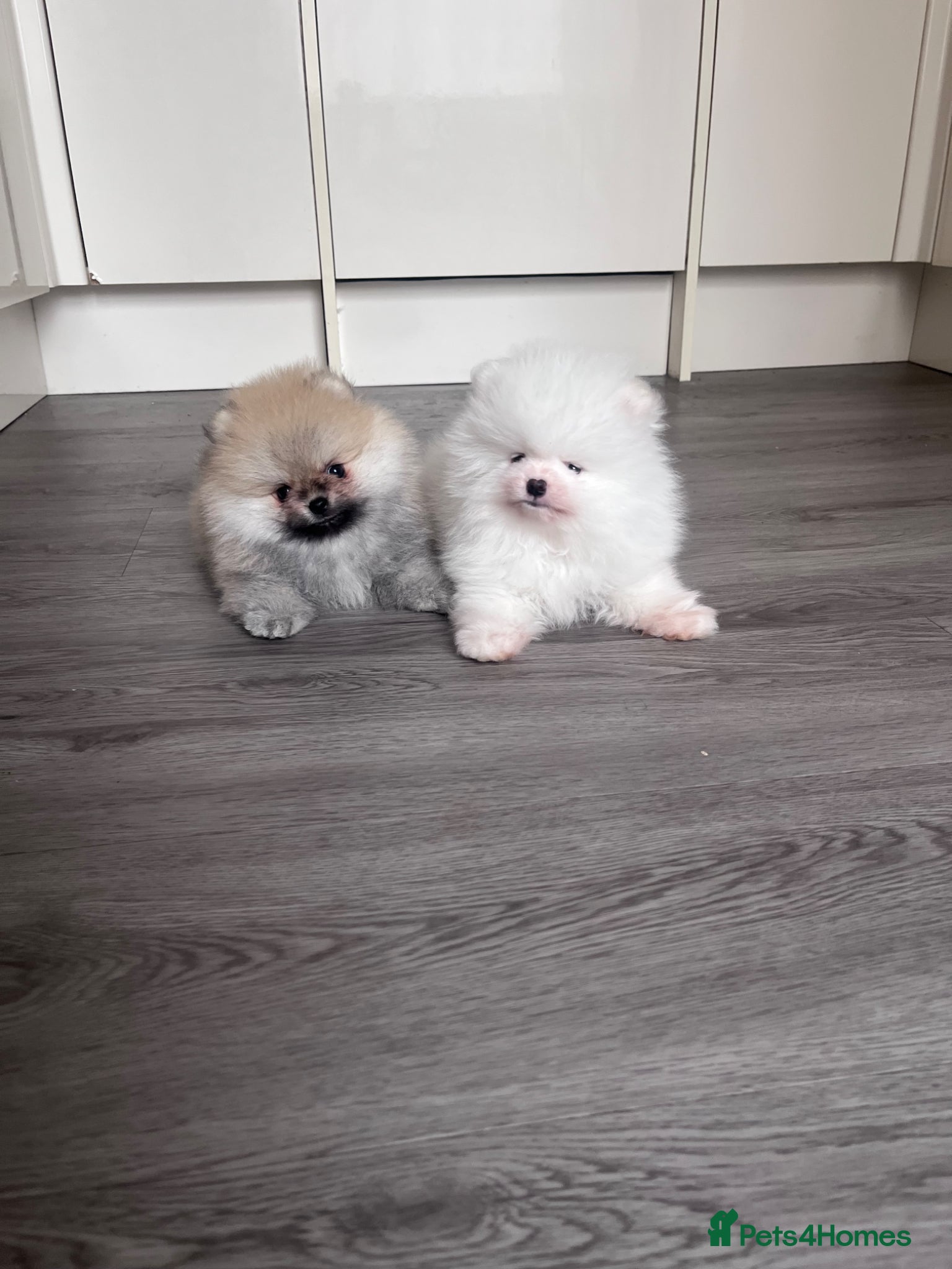 Pomeranian dogs 💙Teddy🐻Very Tiny🩷Super Quality  - Advert 2