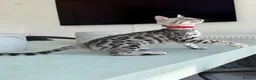Bengal cats for sale: TICA Pedigree Bengal Girl in Silver 🖤🤍 - Advert 9