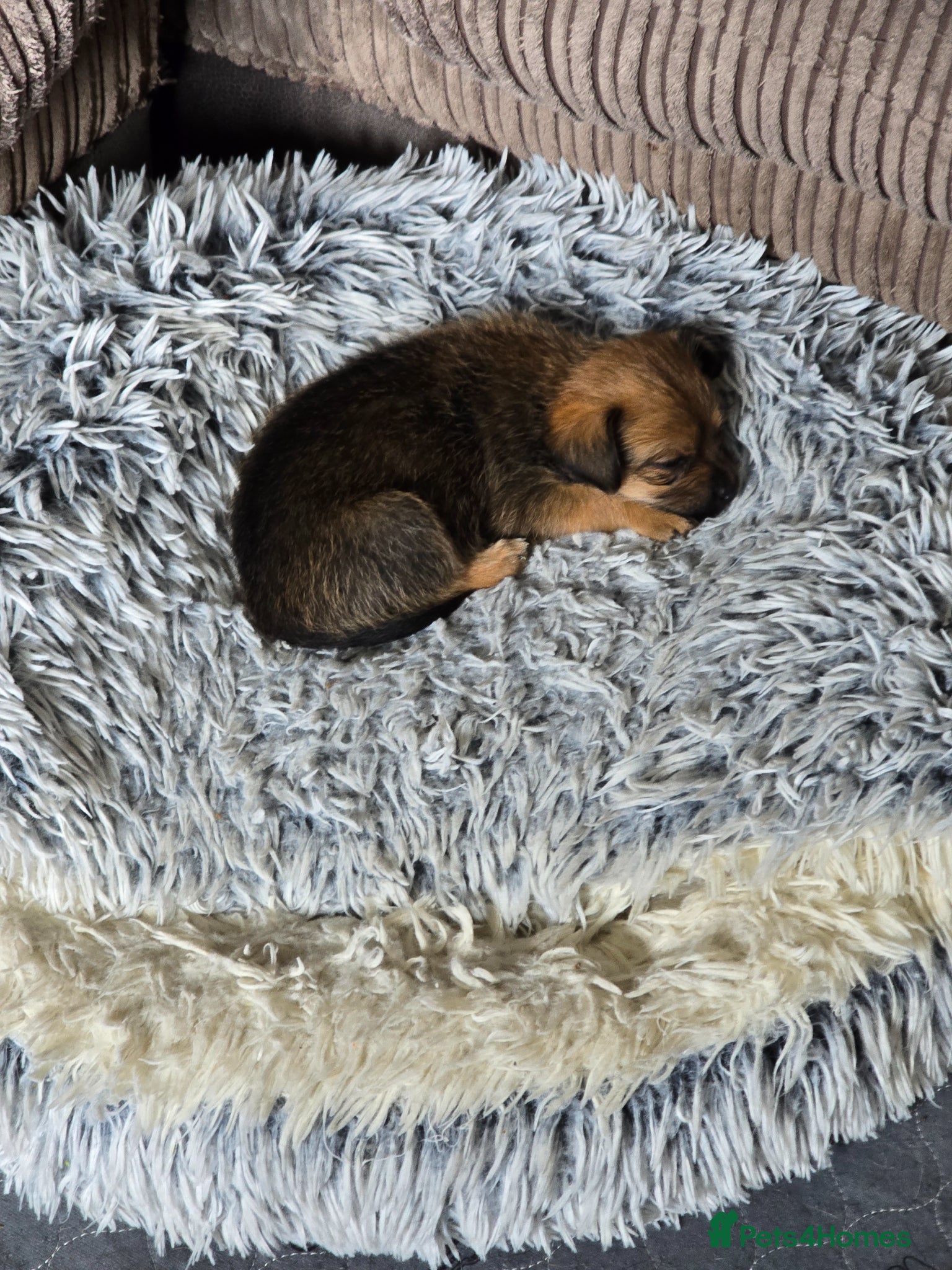 Mixed Breed dogs Chiapso puppy - Advert 4