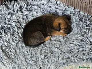 Mixed Breed dogs Chiapso puppy - Advert 4