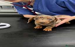 Miniature Dachshund dogs for sale: Miniature Daschund KC. PRA-OI-CRD-PRA-NCL - Image 36