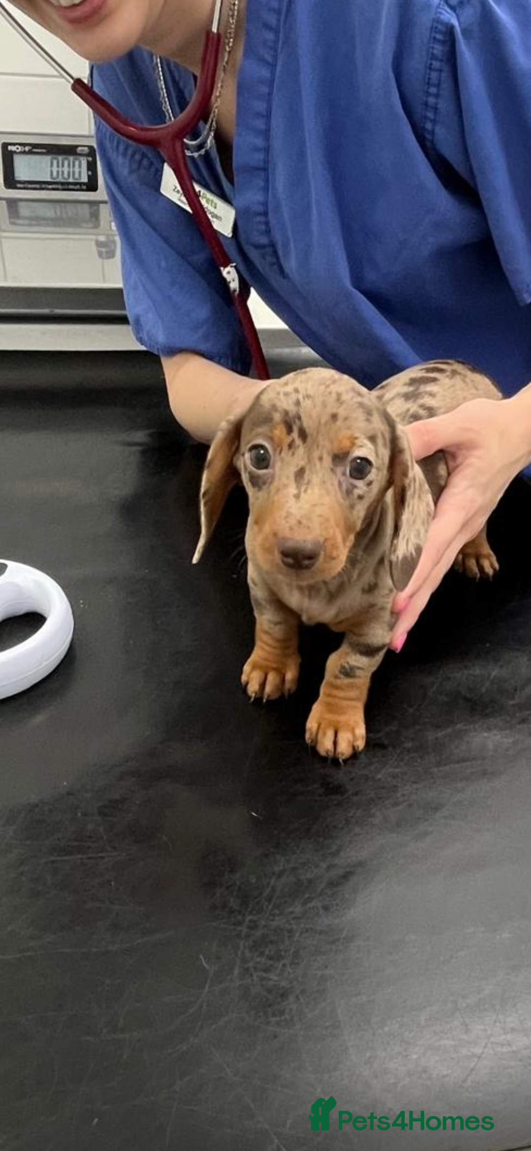 Miniature Dachshund dogs for sale: Miniature Daschund KC. PRA-OI-CRD-PRA-NCL - Image 36
