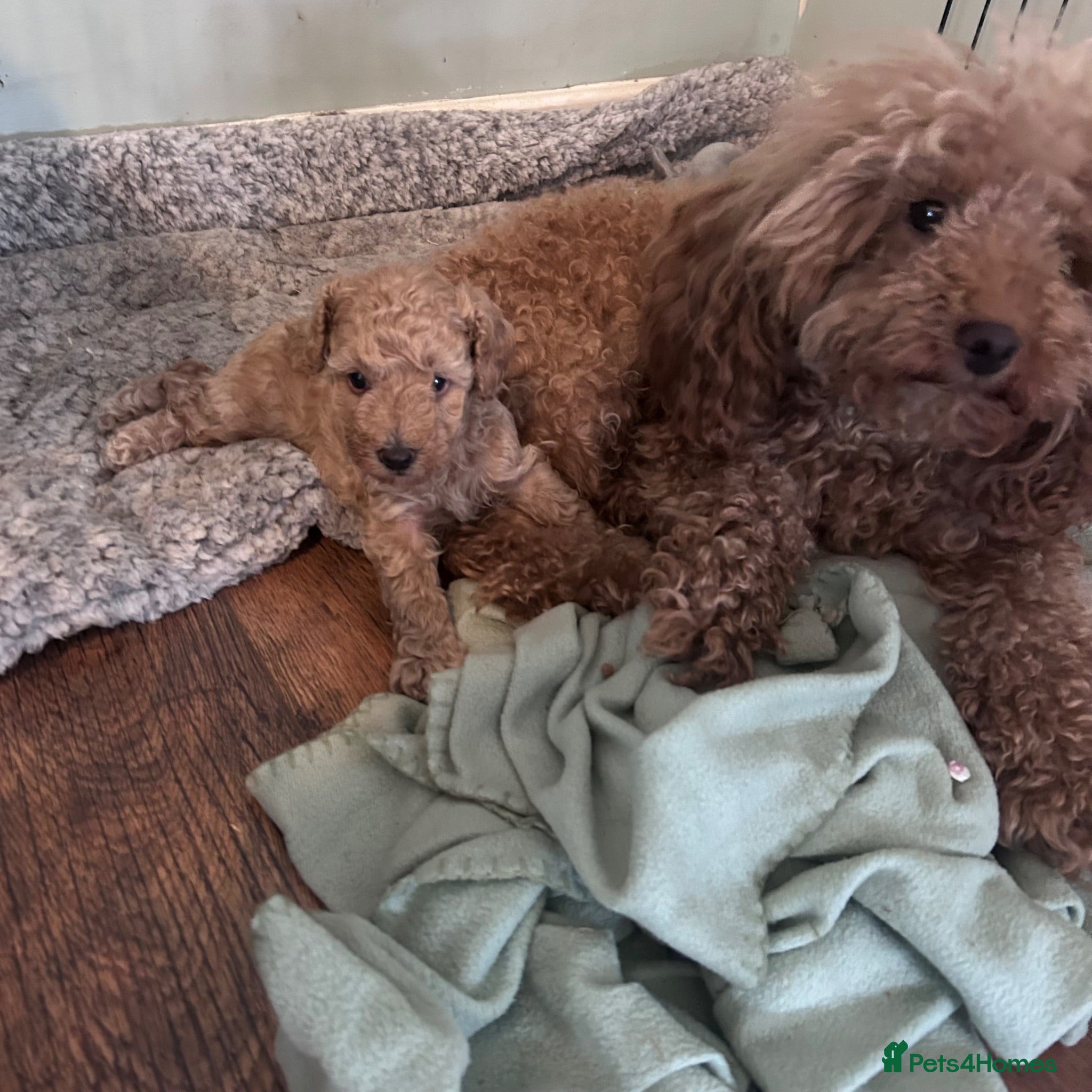 Miniature Poodle dogs Male mini poodle  - Advert 17