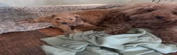 Miniature Poodle dogs for sale: Male mini poodle  - Advert 1