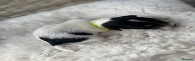 Boy lime