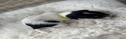 Jack Russell dogs for sale: Beautiful Jack Russells  in Sandbach - Advert 20