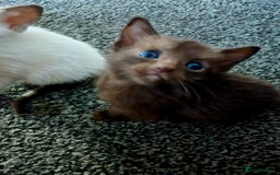 Siamese cats for sale:  Two chocolate point beautiful babies  - Image 5