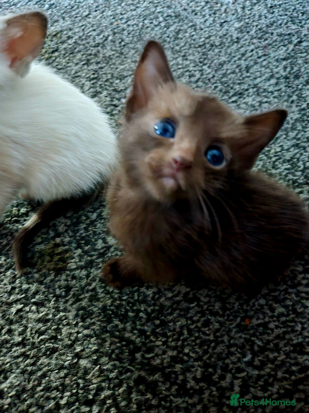 Siamese cats for sale:  Two chocolate point beautiful babies  - Image 5