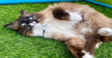 Ragdoll cats - Advert 5