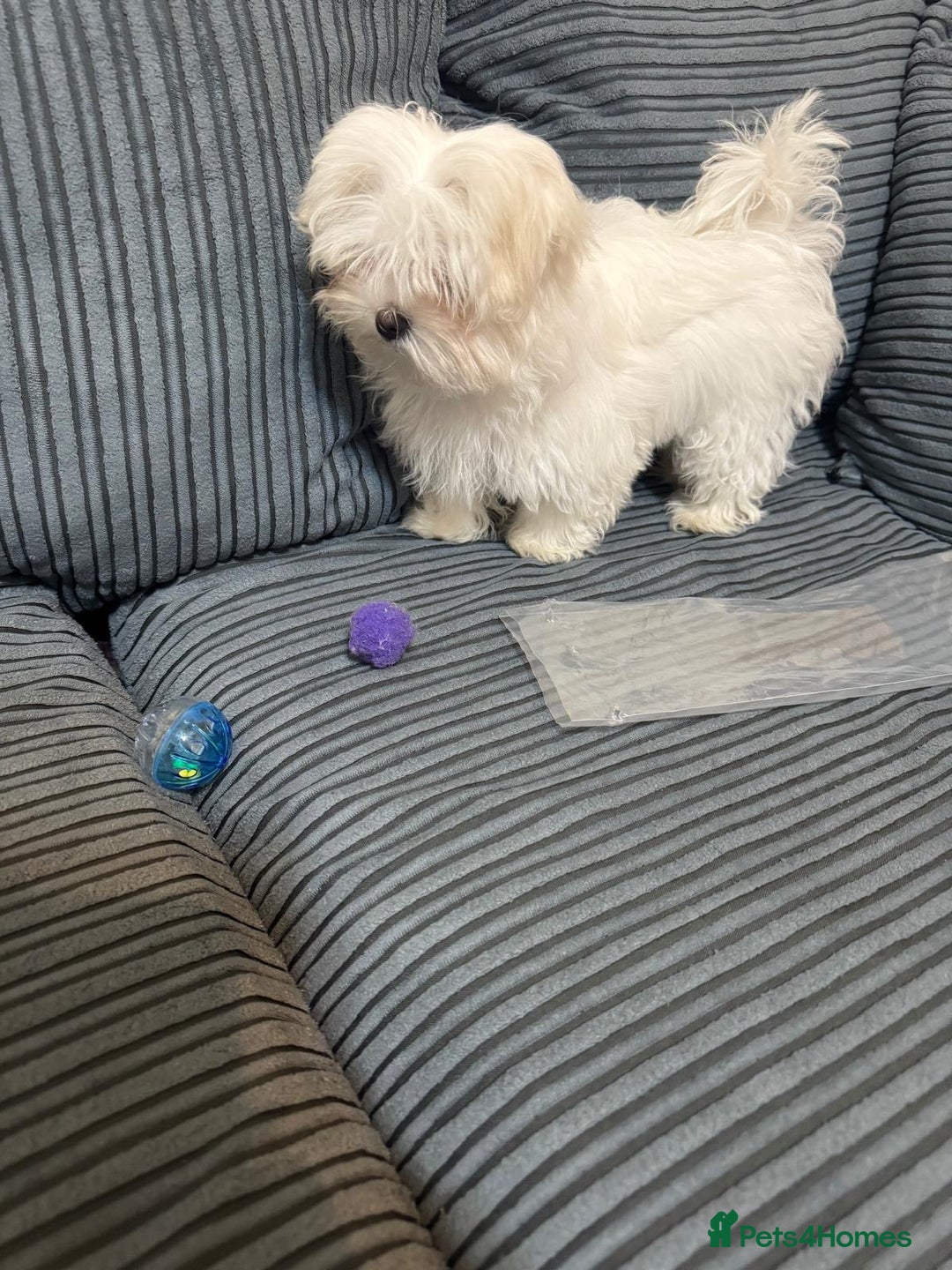 Maltese dogs for sale: Puppy - Image 4