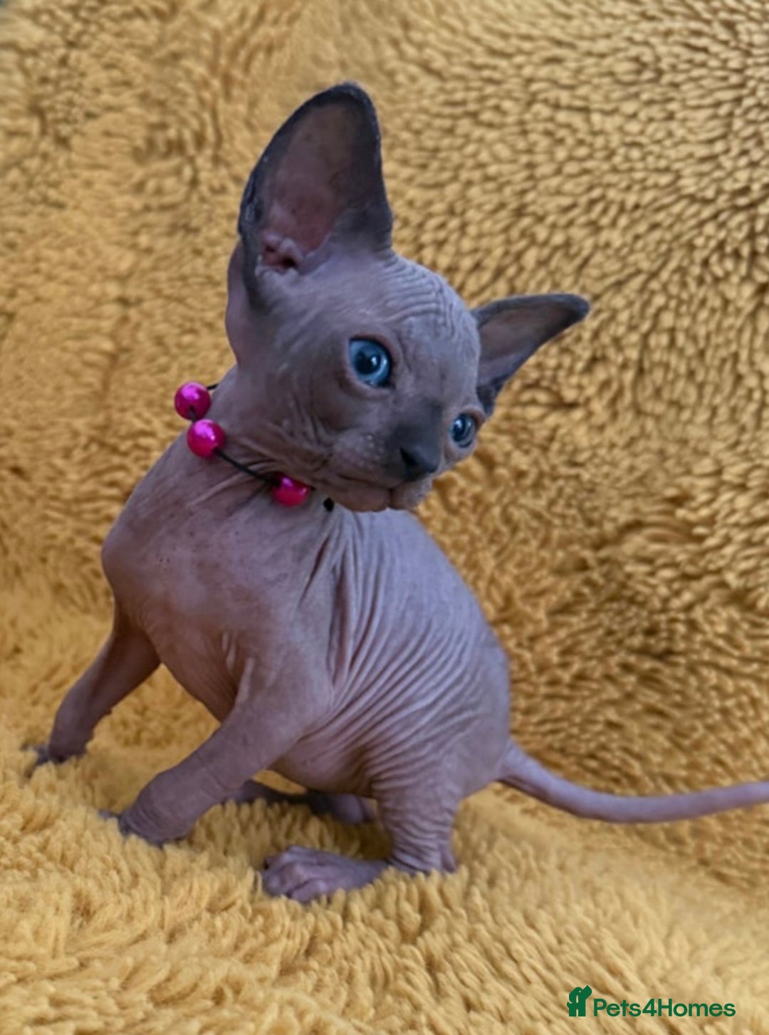 Sphynx cats for sale: Stunning Female Seal Point Canadian Sphynx Kitten - Image 2