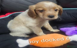 Brittany Spaniel dogs for sale: Brittany pups - Image 11