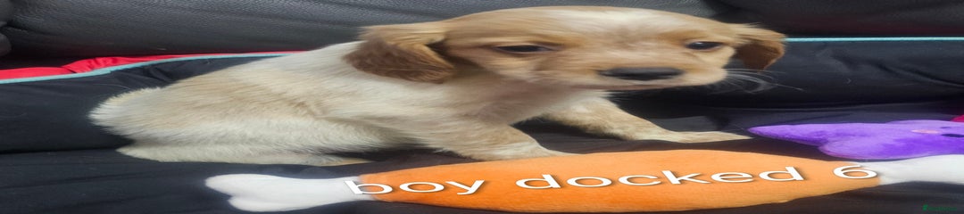 Brittany Spaniel Puppy 3