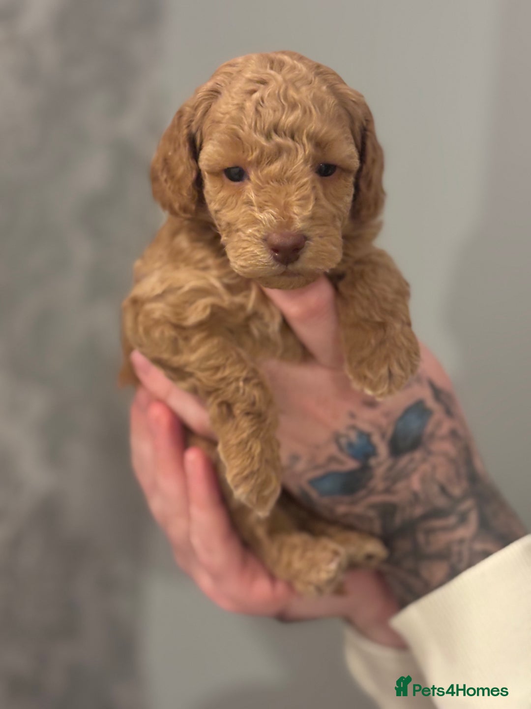 Toy Poodle dogs for sale: Toy poodle puppies *Ready for  ** * - Advert 20