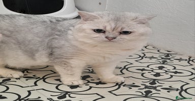 British Shorthair cats - Advert 7