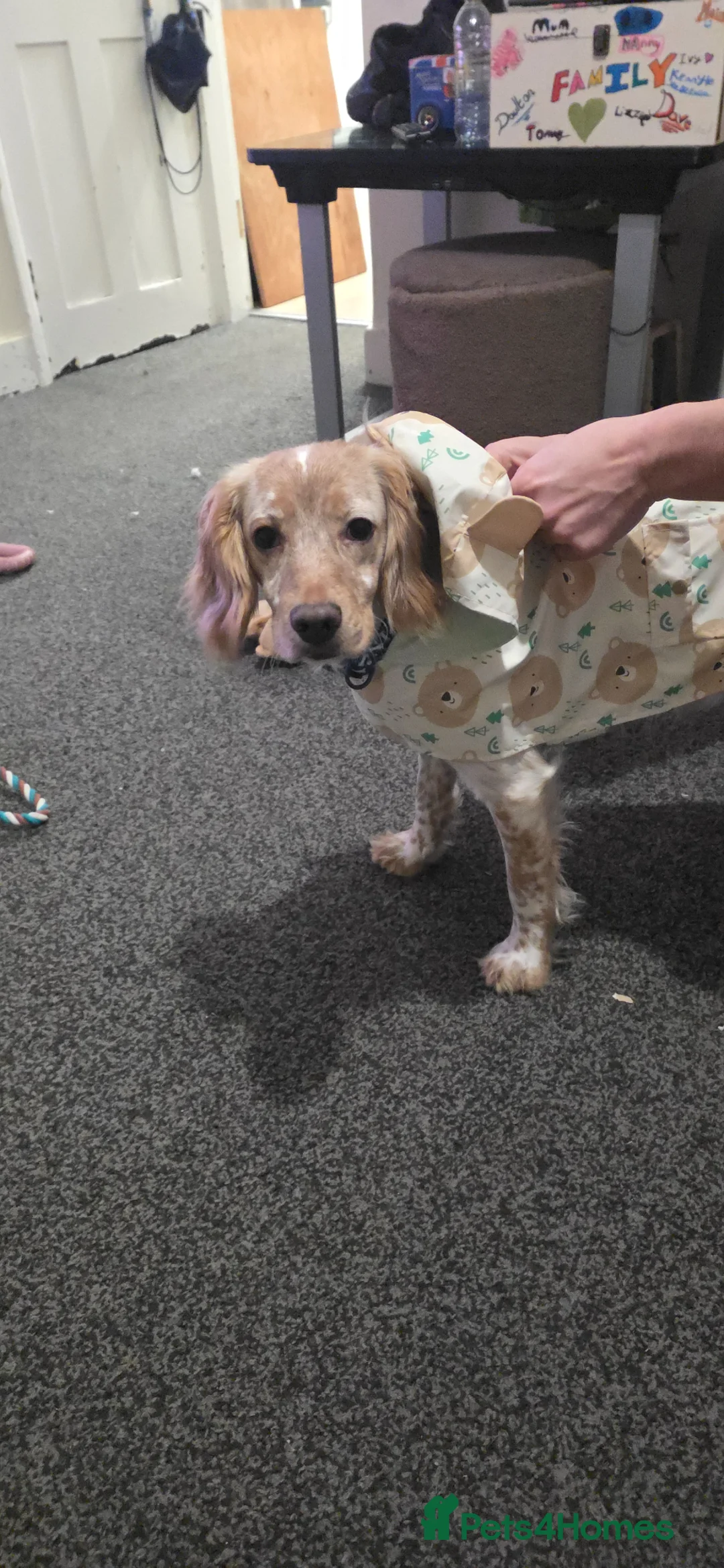 Cocker Spaniel dogs for sale: Rocky the beautiful cocker spaniel boy in Winchester - Advert 1