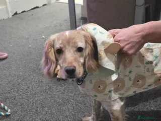 Cocker Spaniel dogs Rocky the beautiful cocker spaniel boy - Advert 1