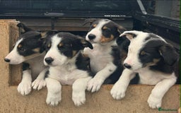 Border Collie dogs for sale: Border Collie pups  - Image 9