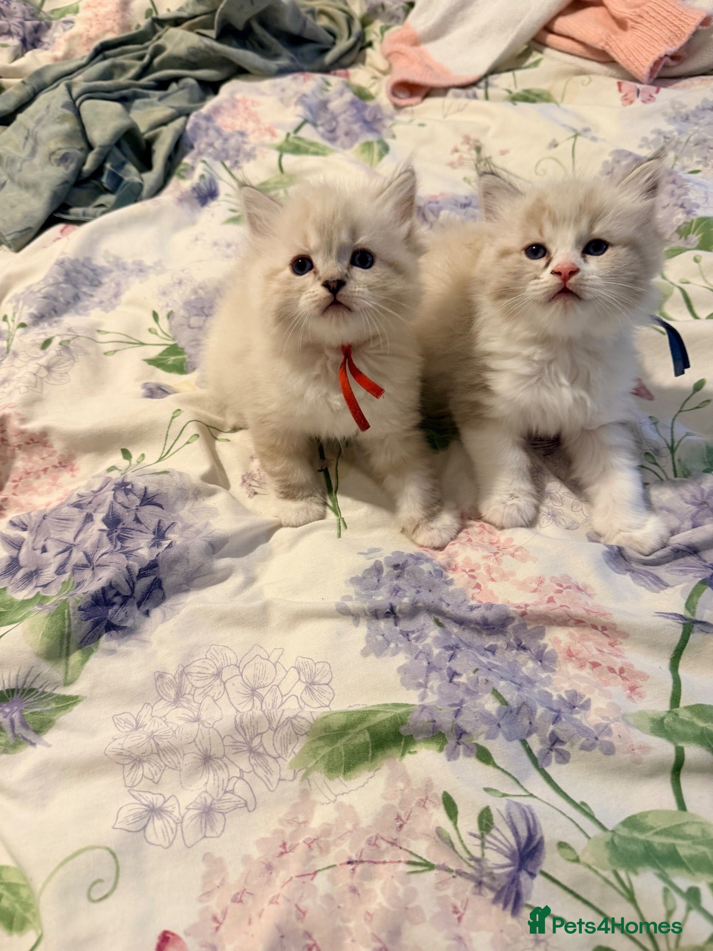 Ragdoll cats 4 tica reg male ragdolls  - Advert 7