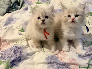 Ragdoll cats 4 tica reg male ragdolls - Advert 7