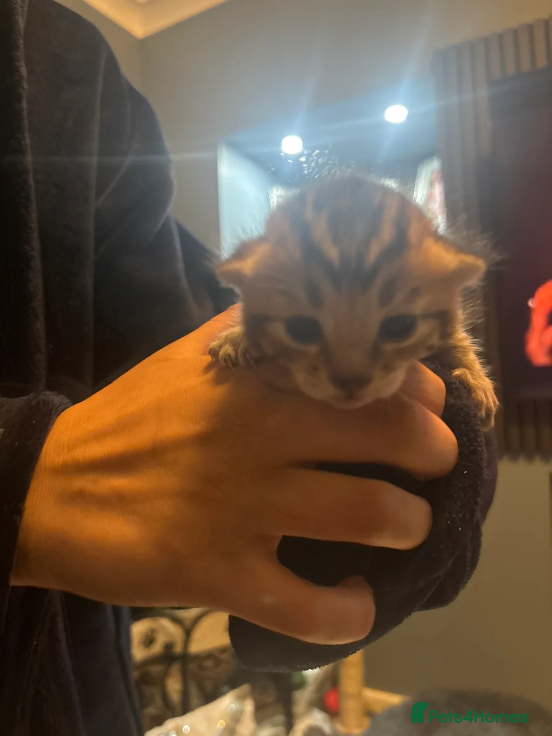Bengal cats for sale: 5 mixed bengal kittens in Feltham - Advert 2