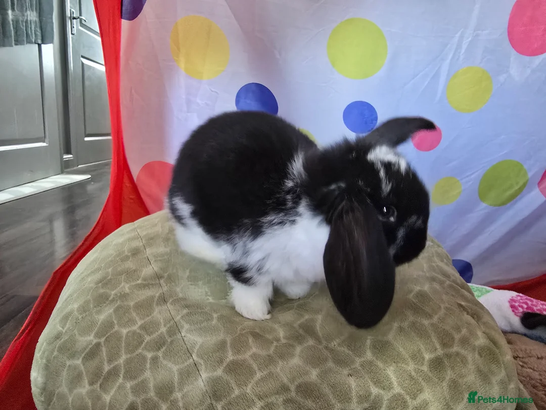 French Lop rabbits for sale: Tri coloured french lop - Advert 2