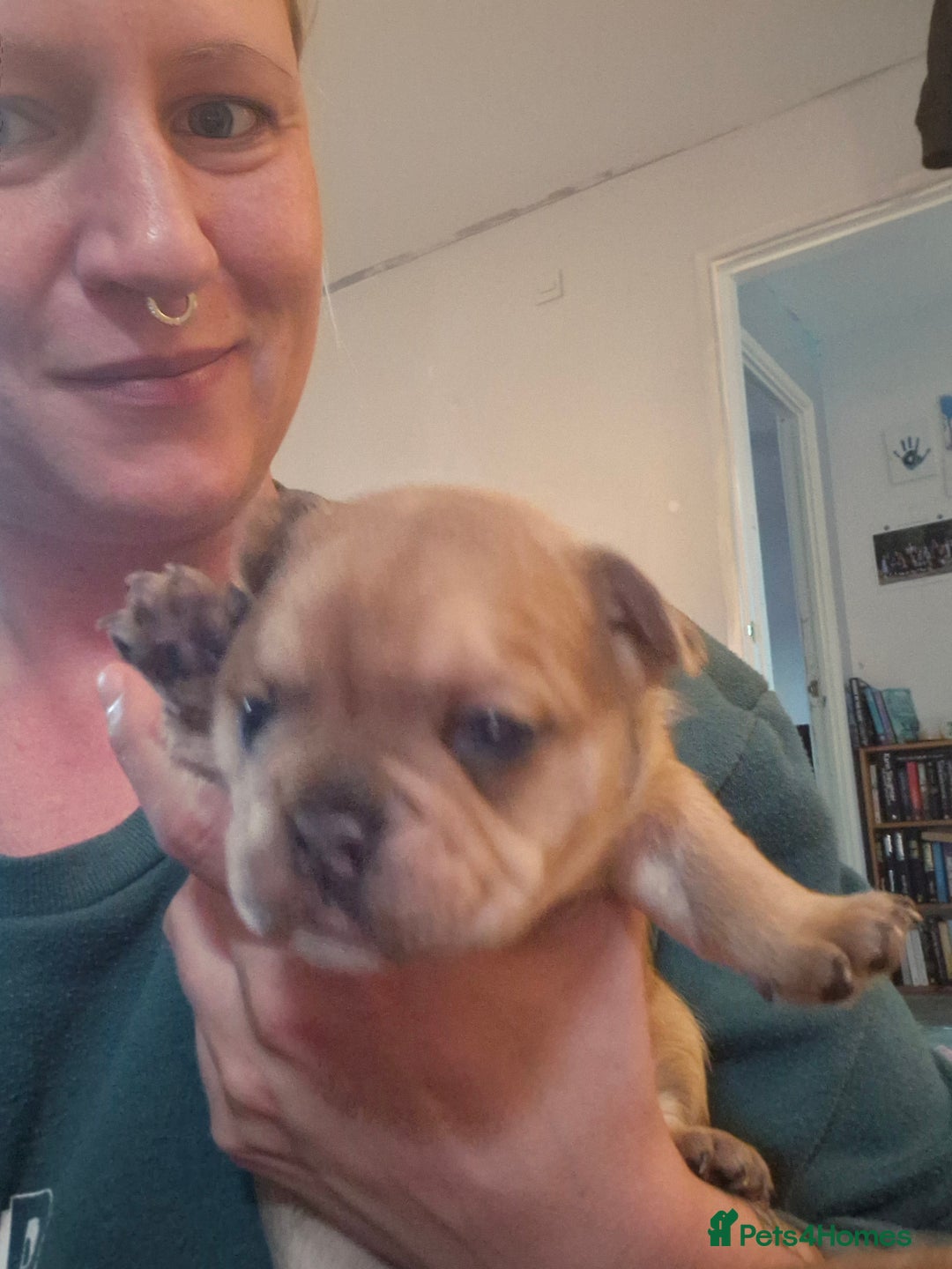 French Bulldog dogs for sale: Frenchie puppies looking for their forever home - Image 5