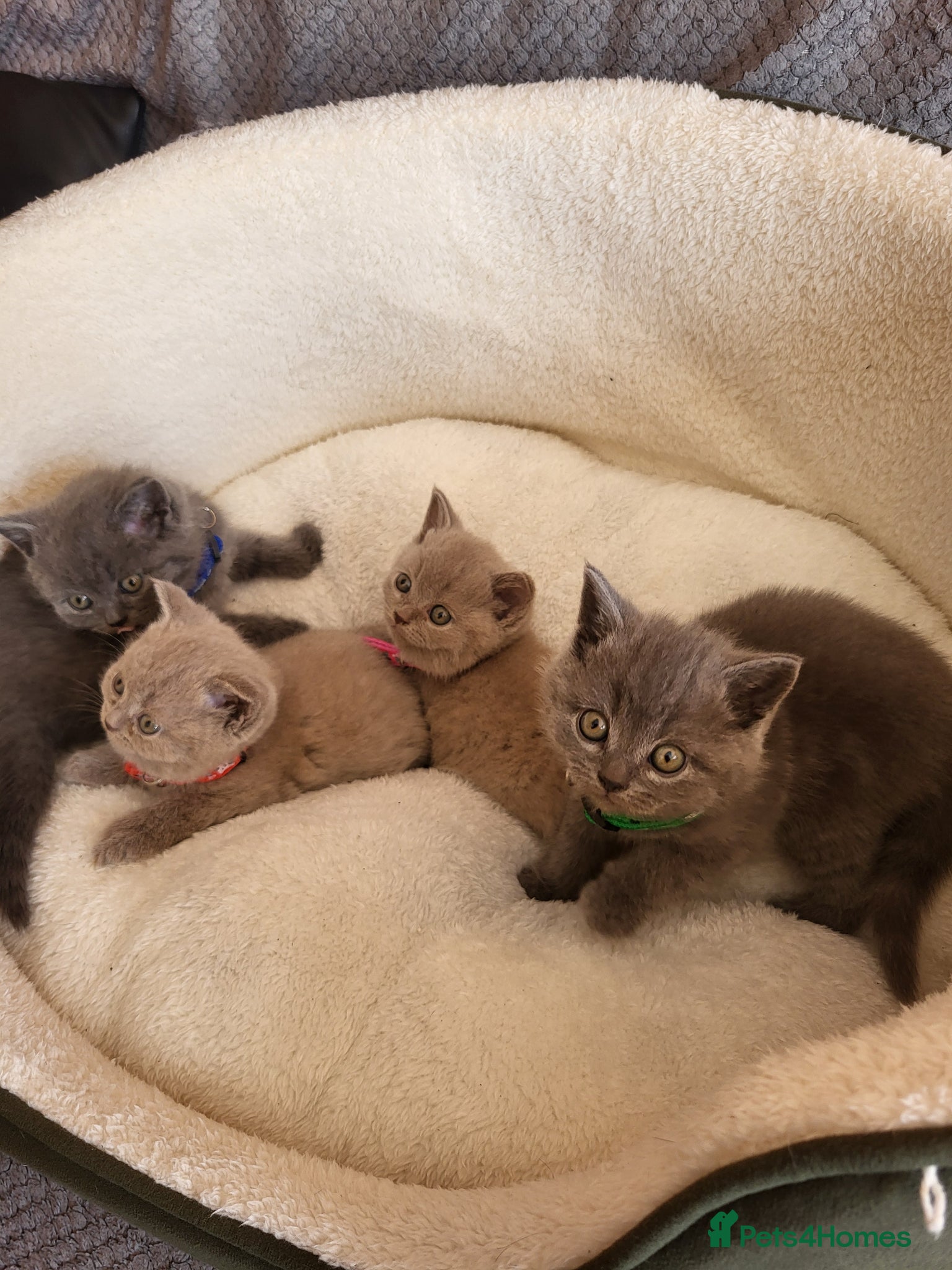 British Shorthair cats 4 adorable British Shorthair kittens - Advert 6