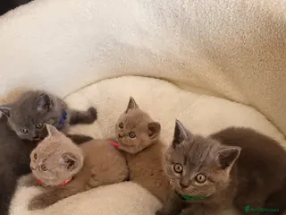 British Shorthair cats 4 adorable British Shorthair kittens - Advert 6