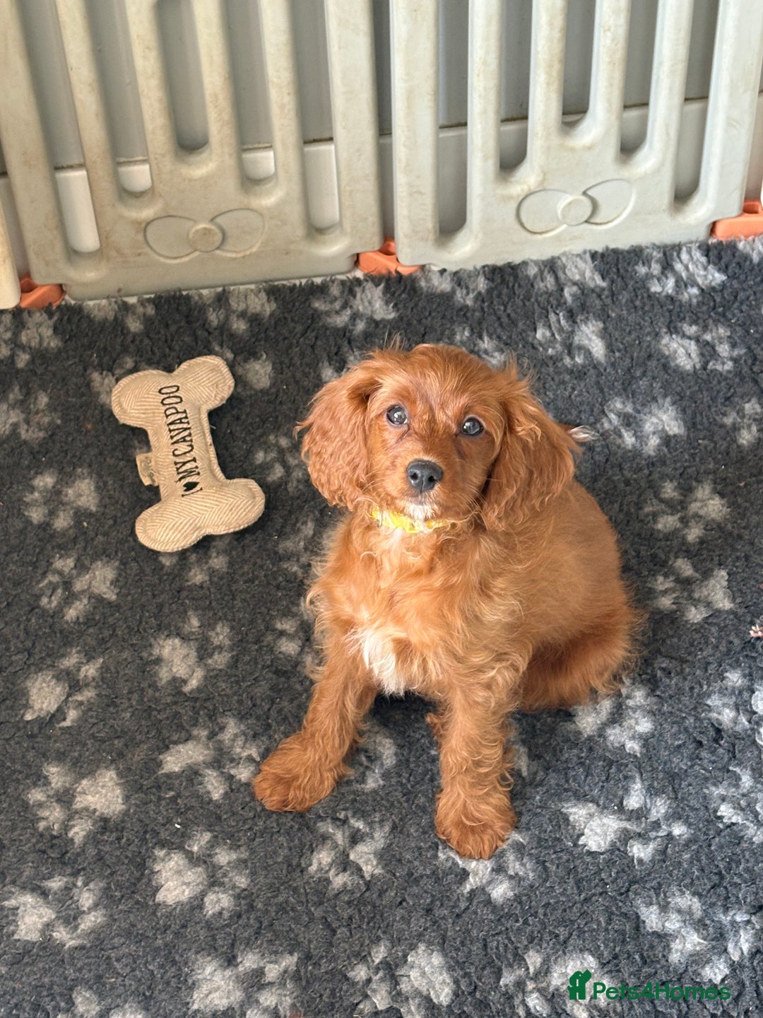 Cavapoo dogs for sale: Last pup left! F1 Cavapoo boy - Image 6