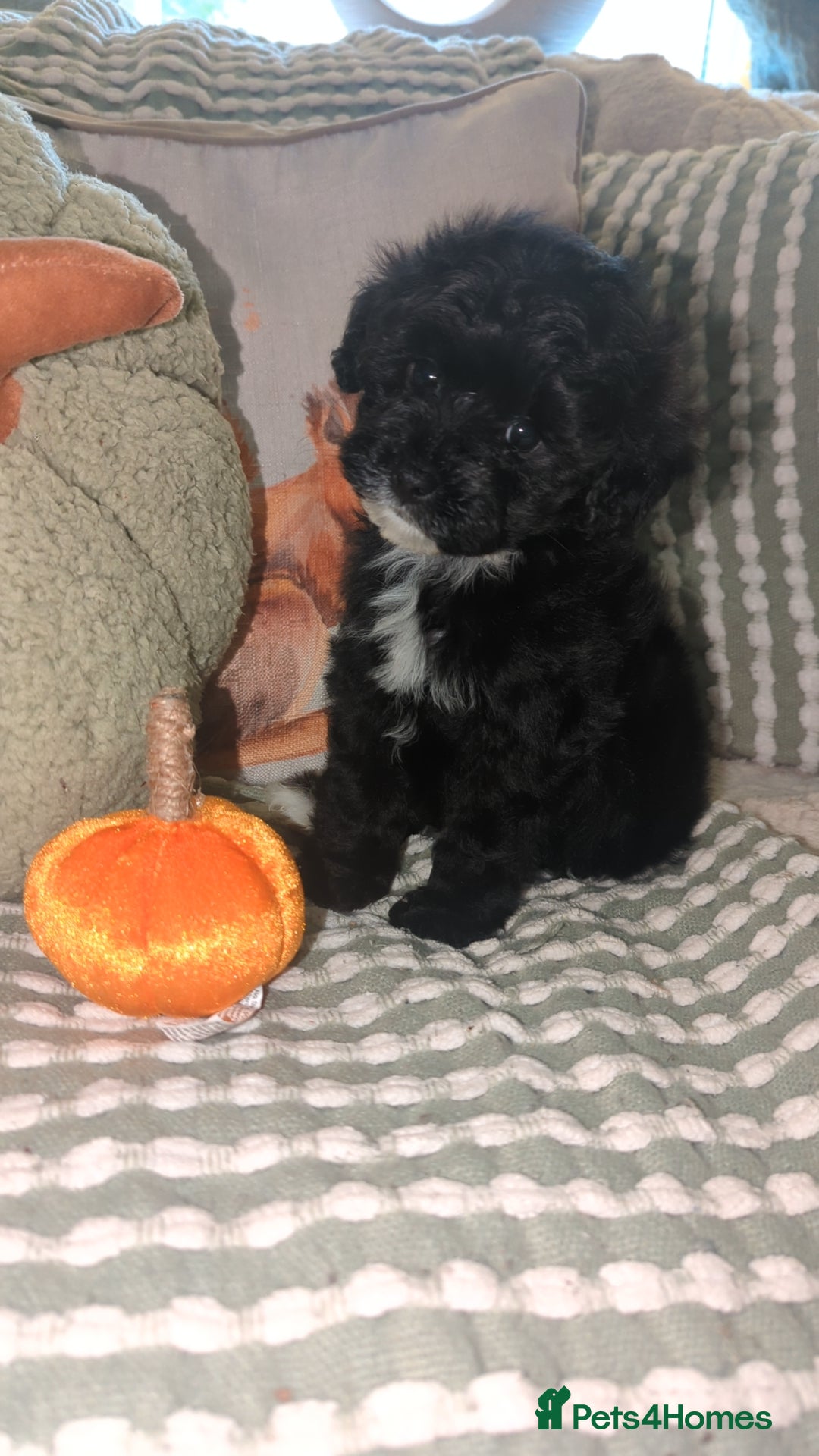 Maltipoo dogs for sale: Maltipoo  - Image 2