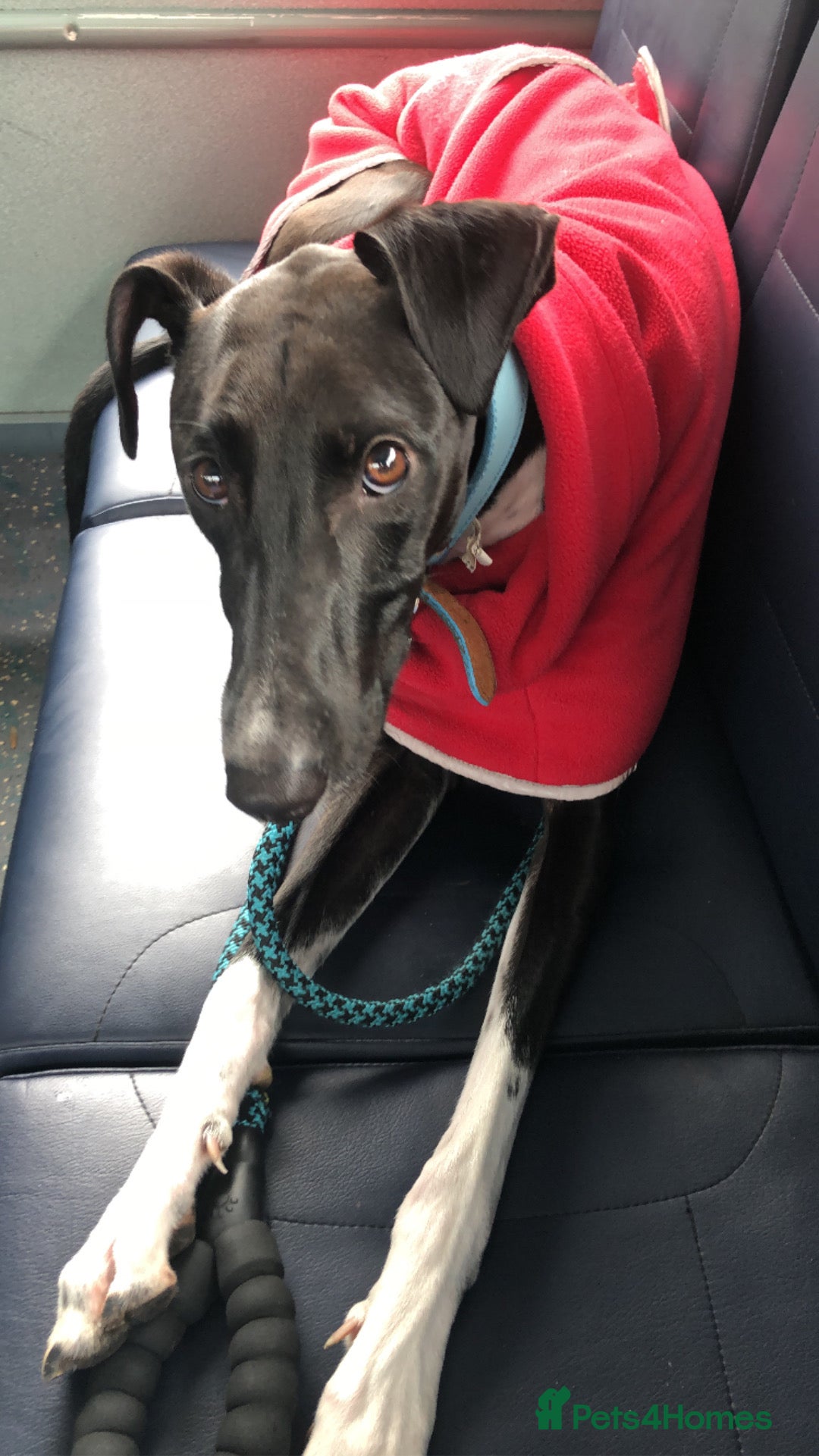 Greyhound dogs for stud: Greyhound stud  - Advert 4