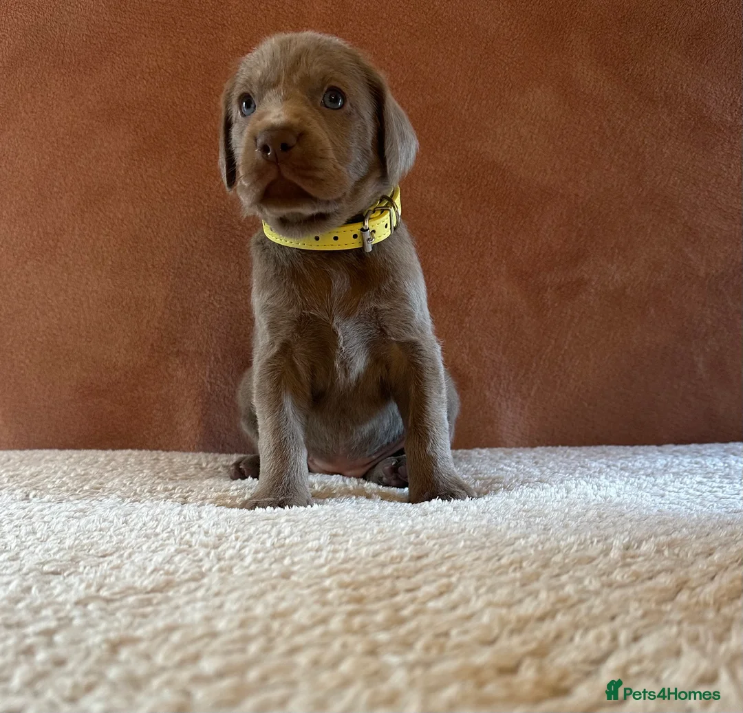 Mixed Breed dogs for sale: 1/9 F2 Weimador / Labmaraner  - Advert 20