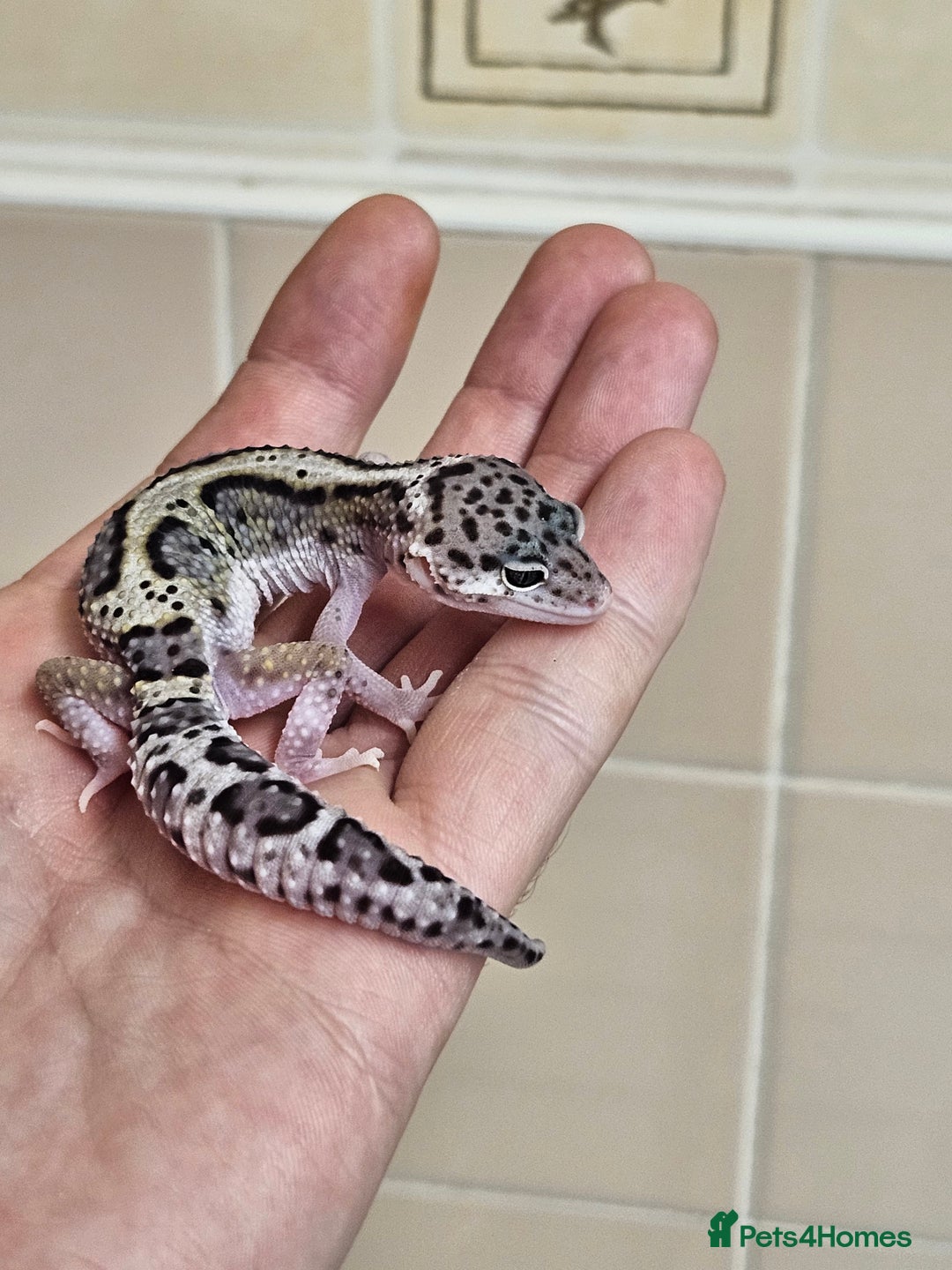 Leopard Gecko reptiles for sale: Blacknight macksnows and supersnows in tremper - Image 23