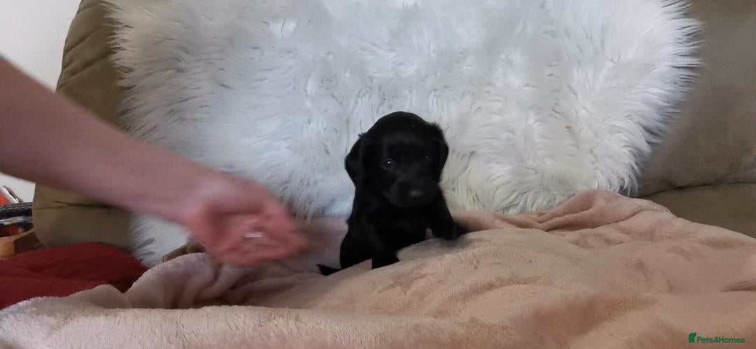 Cockapoo dogs for sale: Cockapoo puppies. - Advert 19