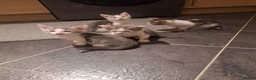 Savannah cats for sale:  savannah cross kittens  - Advert 2