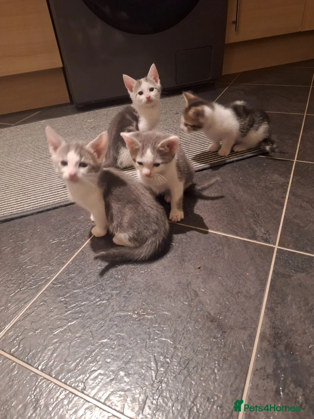 Savannah cats for sale:  savannah cross kittens  - Advert 2
