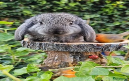 French Lop rabbits for sale: French Lop Bunnies 🐰  - Image 14