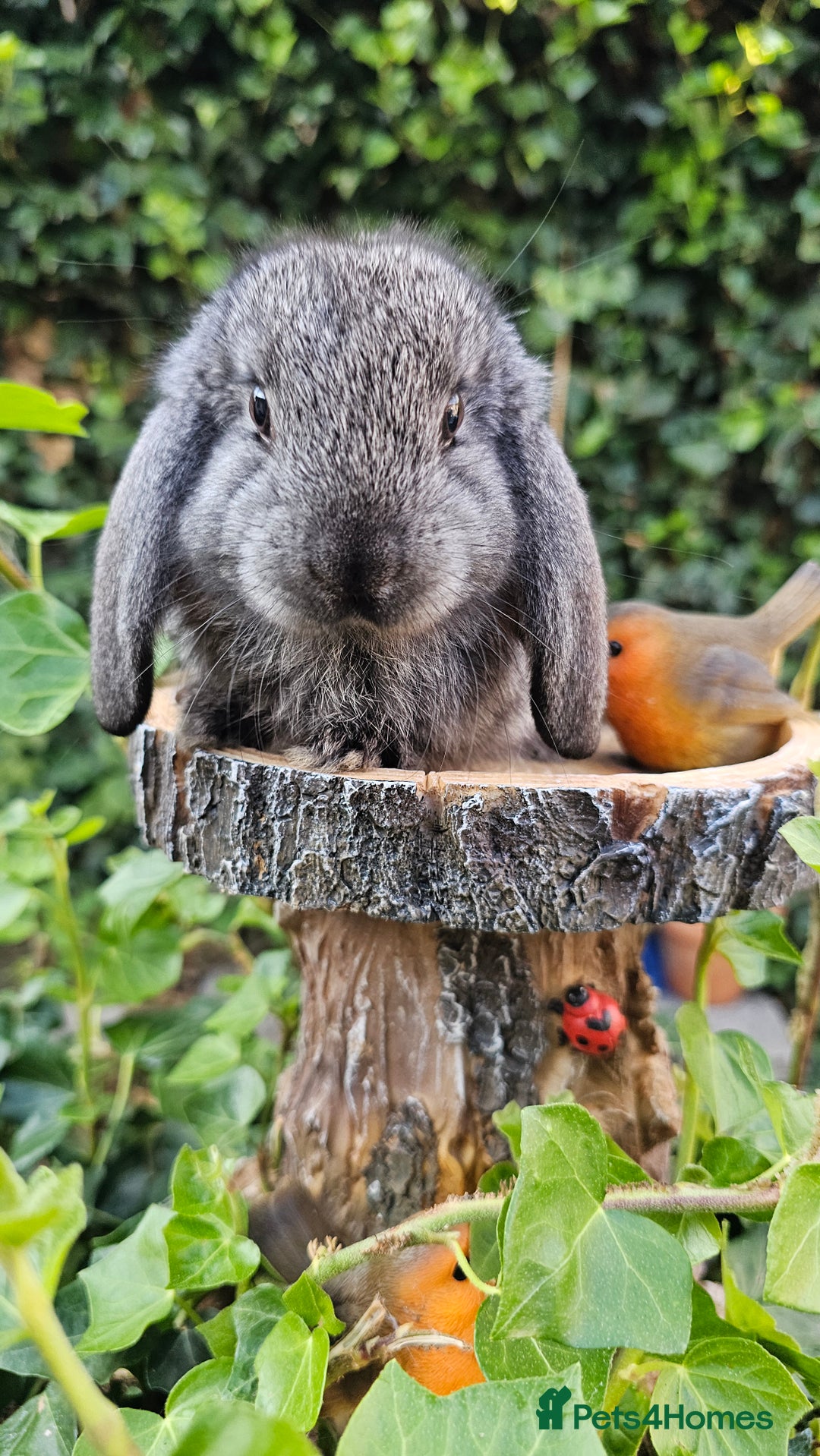 French Lop rabbits for sale: French Lop Bunnies 🐰  - Image 14