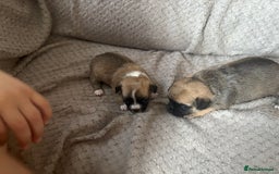 Chug dogs for sale: Chihuahua/chug puppies - Image 9
