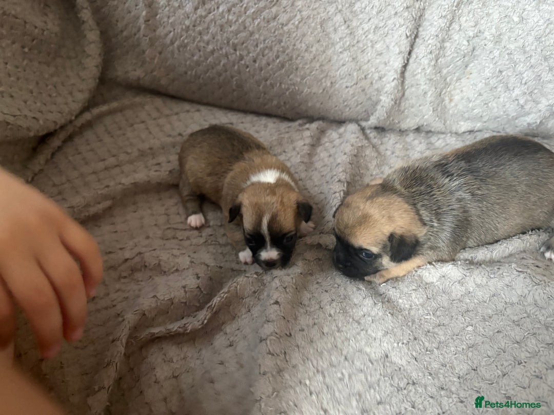 Chug dogs for sale: Chihuahua/chug puppies - Image 9
