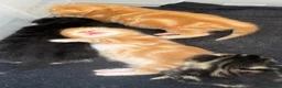 Mixed Breed dogs for sale: Kittens - Advert 4
