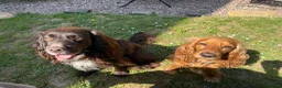 Cocker Spaniel dogs for sale: Working Cocker Spaniel Puppies in Eastbourne - Advert 6