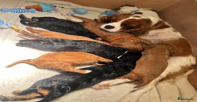 Cavalier King Charles Spaniel dogs - Advert 6