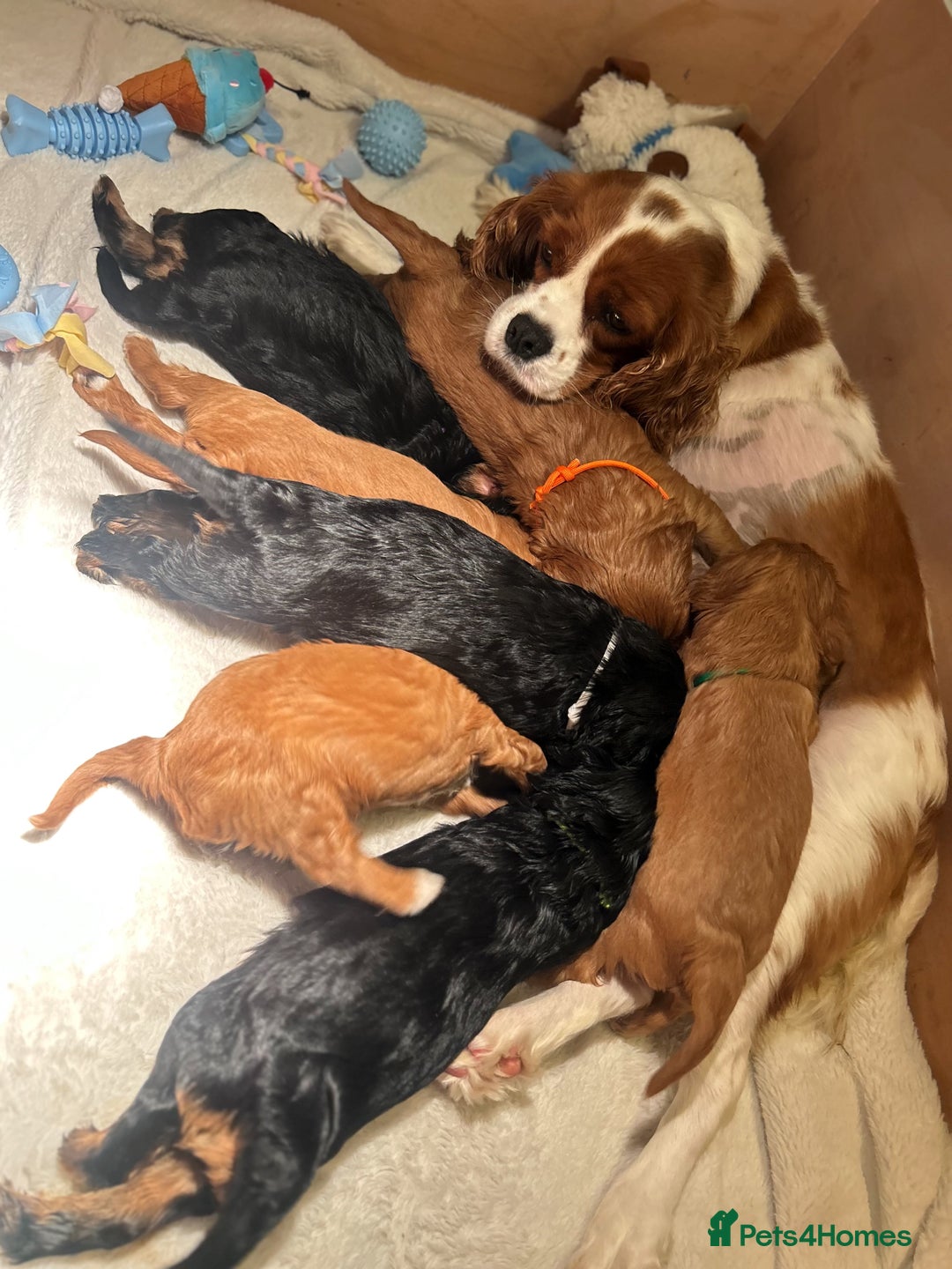 Cavalier King Charles Spaniel dogs for sale: 🫶🏻 Cavalier King Charles 🐶 - Image 20