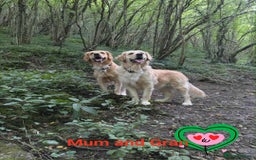 Golden Retriever dogs for sale: Beautiful Golden Retriever Puppies For Sale - Image 7