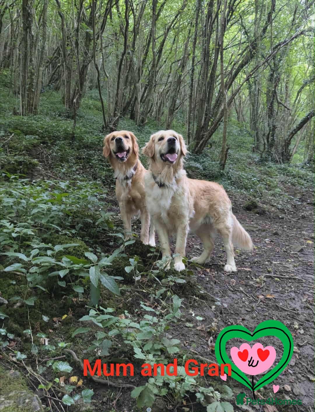 Golden Retriever dogs for sale: Beautiful Golden Retriever Puppies For Sale - Image 7