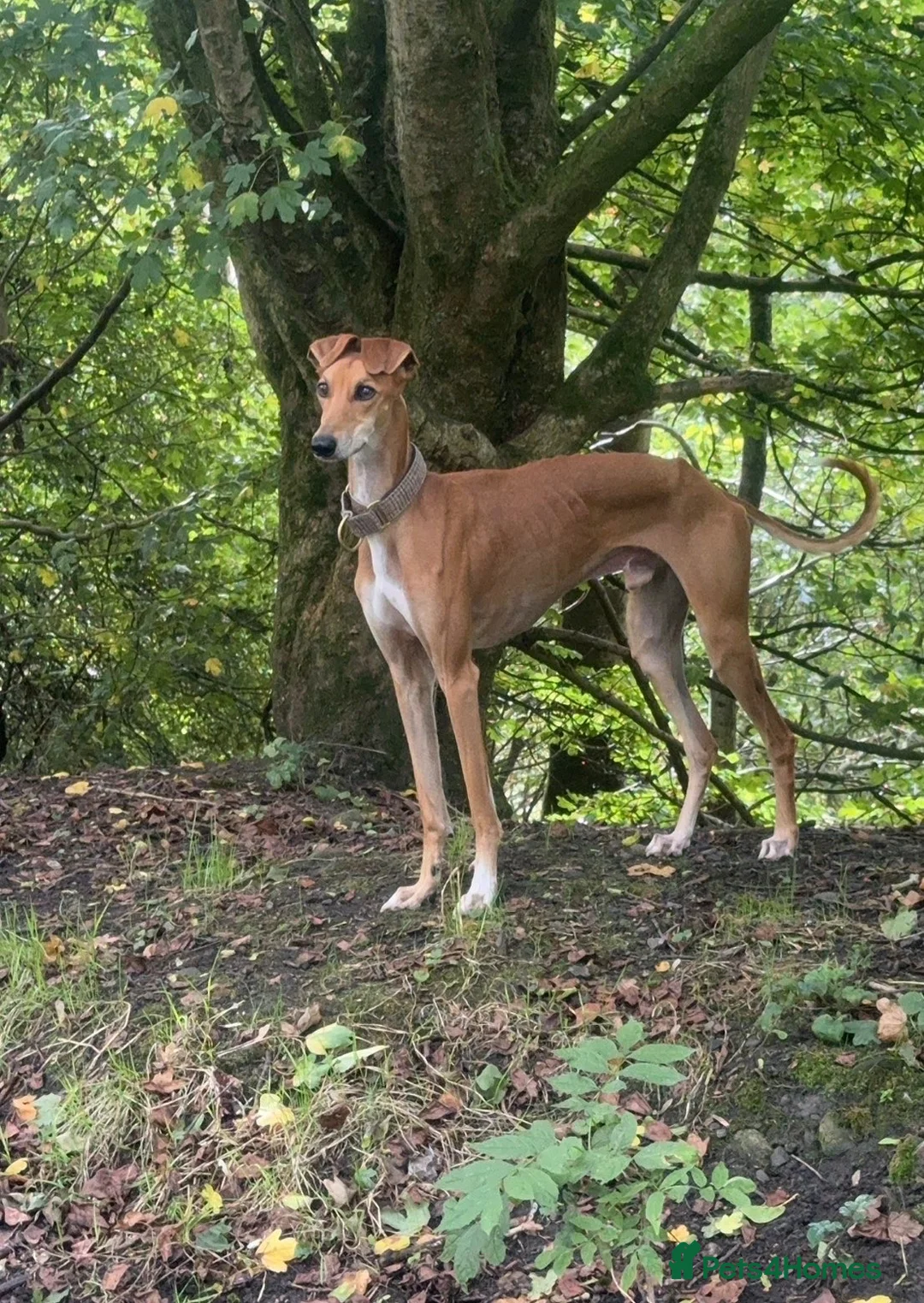 Lurcher dogs for sale: Lurcher pups  in Burnley - Advert 10